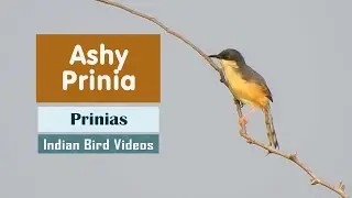 The Ashy Prinia (Prinia socialis) - കതിര്&zwj;വാലന്&zwj; കുരുവി - சாம்பல் கதிர்குருவி - राखी वटवट्या