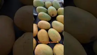 Pov: its Mango season 🥭 #mango #indian #mangoseason #food #fruit #indian #indianmango #yummy #desi