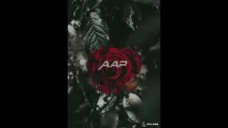 Happy Rose Day Status 2022