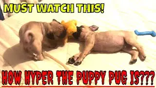 PLAYING MY SUPER HYPER PUGS | MALLOW & WAFFLE | DELMA HOLE