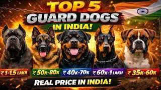 Top 5 Guard Dog In India 🐕&zwj;🦺😍  भारत के 5 बेस्ट गार्ड डॉग   😍 Real Price In India 💥 @ashishpetsworld 