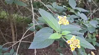 Lower Prospect Canal Reserve Footpath and nearby bush
