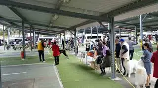 2025 11 23 Tokyo Summerland dog show 001