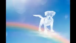 Animal Intuitive/Author Explains Pet Super Sensory Powers: Her Book 