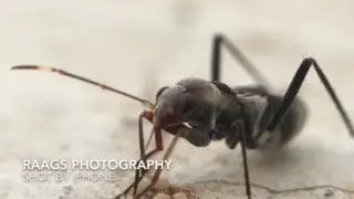 Macro photography with iPhone 6s