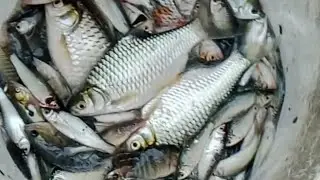 Video 103. មក មើល បងប្អូន បង់សំណាញ់ ត្រូវណាស់#travel #edit #fishfarming #cambodia #reels #remix 