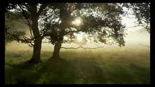 видео природа