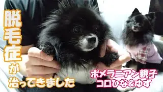 脱毛症(ポメハゲ)が治ってきました✨✨アンチノールが効いたみたいです💕💕