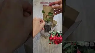🌺ЖИВАЯ ФУКСИЯ С ОЗОН 🌺 80 СЕМЯН РАЗНЫХ СОРТОВ ФУКСИИ #фуксия #комнатныерастения