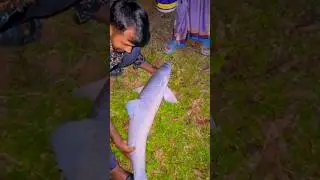 Catching Fish with Traditional Hook and Line #Shorts
