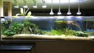240 Gallon Planted Discus Tank January 2017 - Teardown and Rescape