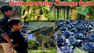 Nelliyampathy Orange farm, നെല്ലിയാമ്പതി ഓറഞ്ച് ഫാം