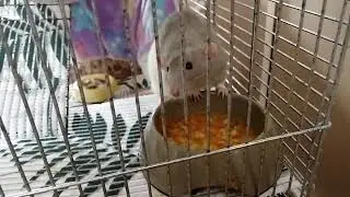 Baby food for little rats #shorts #rat #pets #cute