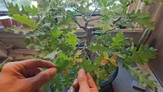 English Oak Bonsai Tree Leaf Defoliation & Branch Removal