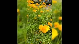 #yellowflowers#naturephotography #flutemelody #naturemeditationmusic