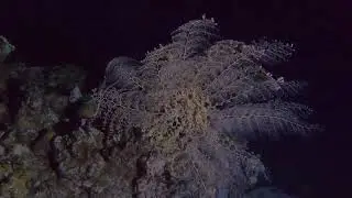 נחשונק שיחני   ASTROBOA NUDE