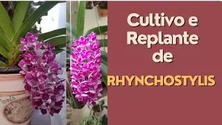 Cultivo e replante de uma orquídea Rhynchostylis Gigantea.