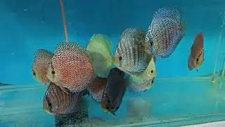 Galaxy Turquoise Scarlet Snakeskin Discus | Ricky Lim Malaysia | Rare Discus Fish