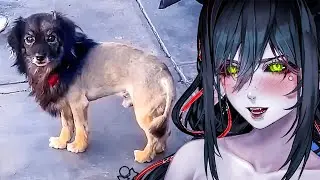 Layna Reacts to Daily Dose of Internet's FUNNIEST Dog/Cat Videos