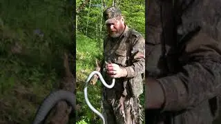 Caught This Snake (Black Racer) while Turkey Hunting In Kentucky