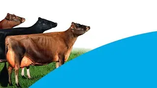 +7 918 488 16 47 Сосковая резина. Базовые принципы использования.