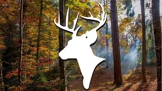 Looking for Sheds in the Adirondacks #deerhunting #shorts