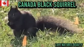 Beautiful Animals in The World | Black Squirrel At Niagara Falls Canada | Love nature's beauty