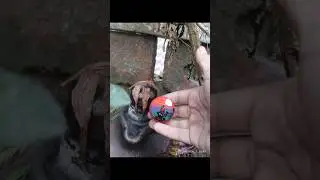 shivling drawing on bottle cap 😍 #shorts #drawing