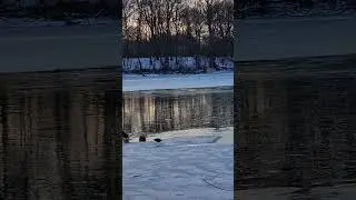 Frozen Beauty: Birds Survives a Snow-Covered River | Amazing Nature Moments