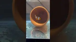 Breeding Clownfish TUTORIAL! very easy&hellip;