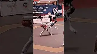 Taekwondo fight point knockout 😱 #tkd #fighter #taekwondo #kicks #knockout fights #olympic #shorts