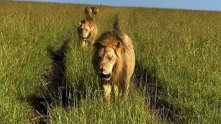 5 Male Lions of Rongai Rocker Coalition | Masaimara | Today