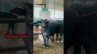 Pakistan blood line niliravi buffalo #niliravi #farming #animals #haryana #buffalo