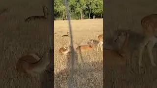 Deer herd #shorts#amazing#deer#herd#wildlife