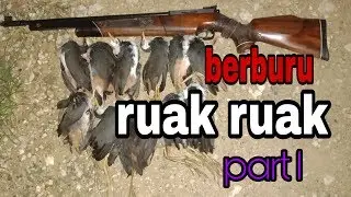 Berburu ruak ruak malam hari# melimpah target part 1#uklik sharp inova