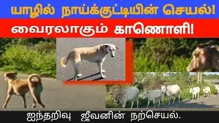 யாழில் வியக்க வைத்த நாய்க்குட்டியின் செயல்  வைரலாகும்  காணொளி. 