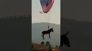 This Donkey got an unexpected ride on a glider. #fyp #funny #fun #animal #Paragliding