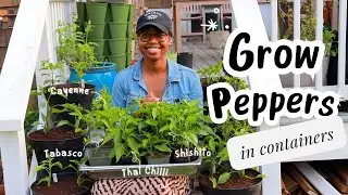 Growing Peppers in Containers 🔆🫑 || Irie Gardens