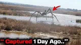 Australian Locals Evacuated In PANIC After Park Rangers Captures GIANT Swamp Spider On Drone!