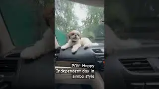 POV: Happy Independent day all #simbakisoch #dogvoiceover #pets #shihtzuindia#simbaboss #shihtzulife