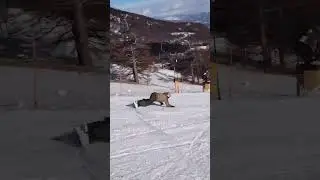 Slow playback🏂 #swoard#dual2#snowboarding #extremecarving #snowboard #snow #stoke#winter