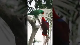 Colorful Parrot Birds 🦜 | Beautiful Parrots Sounds | HZ Nature Vibes | 5 Millions views