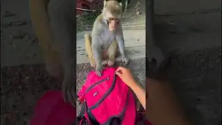 ❤️🙊Smart Monkey Opens Bag for Milk Bottle। #entertainment #monkey #animals #story