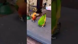 #parrotlove#featheredfriends #birdsofinstagram#birdlovers #parrotsofinstagram #colorfulcompany#video