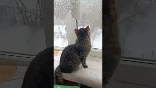 Наши приветствия добрым людям😸🫶
