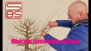 Modrzew formowany cięciem zajawka