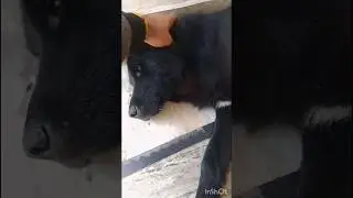 ahhhaa😋😁🥰#pawsitivepals #shorts #ytshorts#dogfunnyvideos #viral #funny #comedy#pets