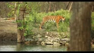 Tiger takes cooling dip at Kabini Forest Reserve in Karnataka, tourists create ruckus in excitement