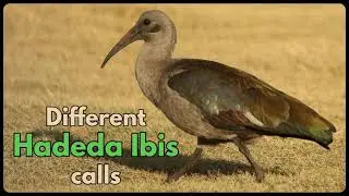 Различные сигналы HADEDA IBIS