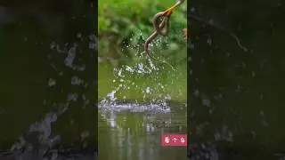Watch the eagle hunting the snake in the water #ytshorts #snake